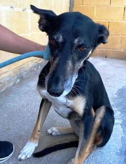 Dina sucht ein ganz liebes Zuhause - Laatzen