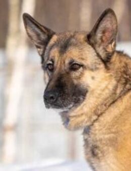 Menschenbezogene Lima sucht ihre Familie - Duisburg