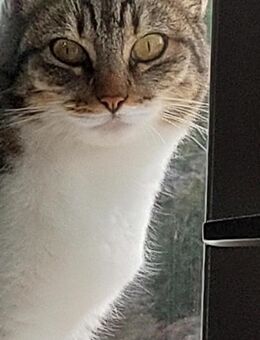 Scheue Fienchen sucht ihr Glück - Bergkirchen