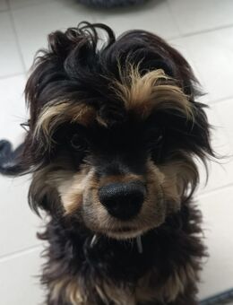 American Cocker Spaniel Rüde sucht liebevolles Heim - Wingst
