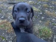 Cane-Corso x Weimaraner mix - Scholen