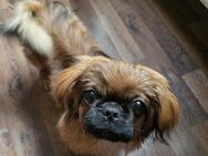 Kira, eine süße reinrassige Pekinese - Wiesbaden