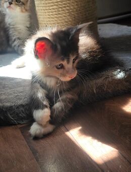 Noch ein Maine Coon Kitten sucht ein Zuhause - Pirmasens Zentrum