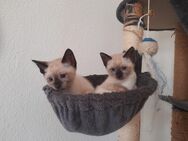 2 Siam Katzen und zwei Siam Kater geboren am 08.04.2024 - Dresden