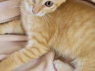 Wir verkaufen unsere Katzen - Breitenbach