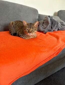 Hauskatzen/Bengal/spynhx mix - Idar-Oberstein