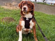 Mojo soll nicht im Shelter aufwachsen - Blankenheim (Nordrhein-Westfalen)