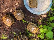 Verkaufe griechische Landschildkröten aus liebevoller Hobbyzucht - Oberhausen