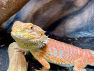 Bartagame Männchen red orange tiger Blue (Pogona vitticeps) NZ 9 2023 - Hamburg Wandsbek