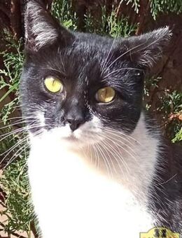 Dulce- Katzenlady sucht warmen Platz - Bad Camberg