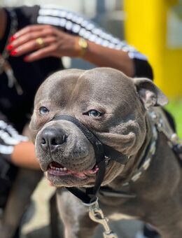 Liebevoller Rüde sucht liebevolles zu Hause - Kamen