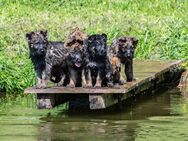 Deutscher Schäferhund Welpen Topverpaarung DDR gerader Rücken Papiere Leistungslinie - Essenbach