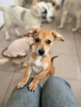 PAUL - zuckersüßer Welpenjunge - Kallmünz