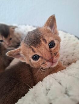 Abessinier Kitten in blue - Laichingen