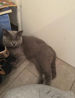 Britisch Kurzhaar Kater 1.Jahr liebevolles Zuhause gesucht - Bad Säckingen