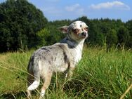 Bildschöne typvolle Chihuahua Hündin 3,5J. 2,5Kg Merle Kinderlieb - Birstein