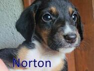 NORTON ❤ sucht Zuhause oder Pflegestelle - Langenhagen