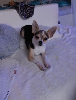 Lieber Chihuahua sucht ein neues Zuhause - Sprockhövel