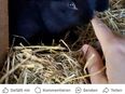 Kaninchen in 53937