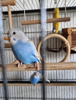 Ana Alonso - Wuppertal