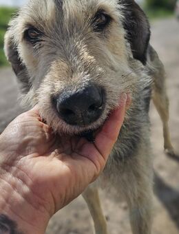 HOPE - aufgeweckt und süß - Weilheim (Oberbayern)