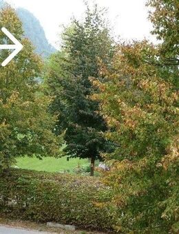 ALTES DORF - MIT BLICK IN DEN STADTPARK !!! - Singen (Hohentwiel)