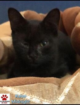 Sanfter Midnight sucht liebev. Zuhause - Margetshöchheim