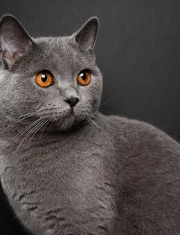 Suche liebe, ruhige Katze/Kater - Iserlohn