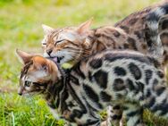 Reinrassige Bengal-Kitten - Leipzig Nord