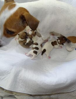 Jack Russel Terrier - Welpen vom 24.09.2025 - Zofingen