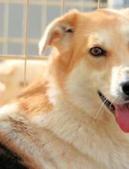 GESUS - sehr sozial und neugierig - Regensburg