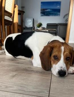Bumbi wartet auf PS südlich von HH! - Rosengarten (Niedersachsen)