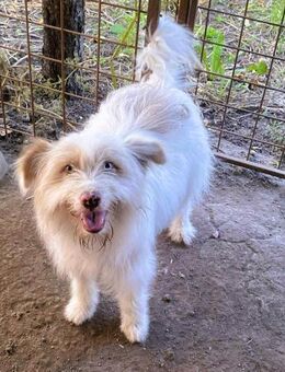 Wuscheltraum Bertiist ein toller Schatz - Overath