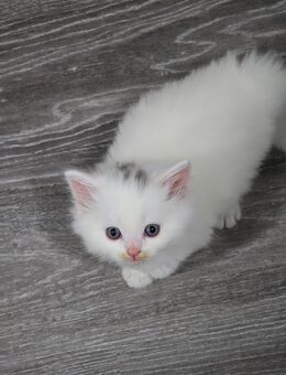 BLH Kitten 6 Wochen alt - Burgau