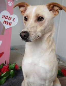 🌲💚Sanfter Cedar sucht sein Zuhause💚🌲 - Eislingen (Fils)