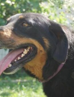 Tripy Wer mit dem Herzen sieht, ... - Kissing