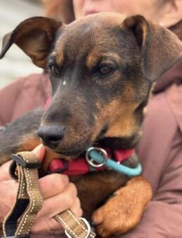 Junger Frky bereit für eigene Familie - Kissing