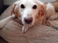 Mila sucht Herzensmenschen - Bad Karlshafen