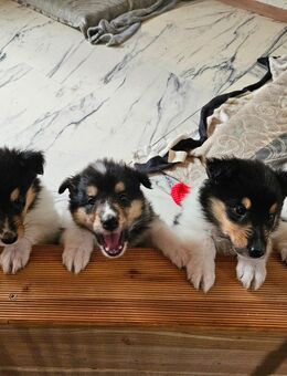 Amerikanische Langhaarcollies Welpen - Zwiesel
