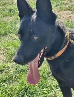 Atlas wünscht sich ein tolles Zuhause - Nordwalde