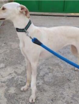 Greta - aktive Galga - Bad Camberg