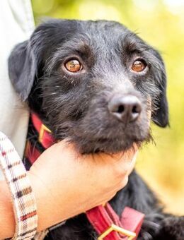 Moncsi, hübsches Sensibelchen, ca. 3 Jah - Vaterstetten