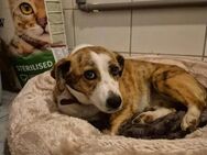 Sandy süße kleine Streunerin - Kallmünz