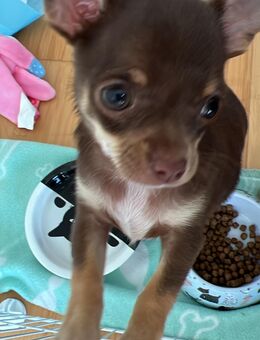 Chihuahua Welpen - Bad Oeynhausen Zentrum
