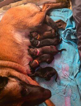 4 Malinois Welpen aus leistungsstarker und familiärer Verpaarung - Hünfelden