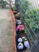 Gärtner mit 15j Jahren Erfahrung in der Grünflächen Pflege sucht Gartenarbeiten alles anbieten in 30165