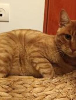 Daimon aus dem Tierschutz - Grevenbroich