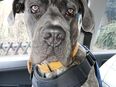 Cane corso in 46049