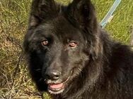 Aurela, geb. ca. 09/2018, 31547 Rehburg - Euskirchen