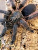 Vogelspinne- Tapinauchenius polybotes 0.1 in 19249